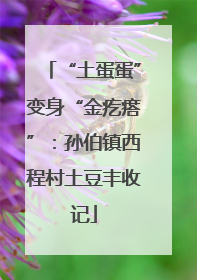 “土蛋蛋”变身“金疙瘩”：孙伯镇西程村土豆丰收记