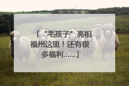 “毛孩子”亮相福州这里！还有很多福利……