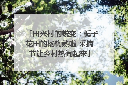 田兴村的蜕变：栀子花田的杨梅熟啦 采摘节让乡村热闹起来