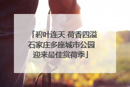 碧叶连天 荷香四溢 石家庄多座城市公园迎来最佳赏荷季