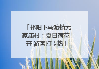 祁阳下马渡镇元家庙村：夏日荷花开 游客打卡热
