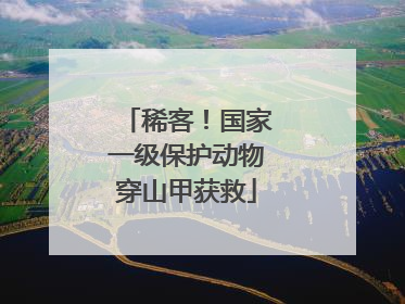 稀客！国家一级保护动物穿山甲获救