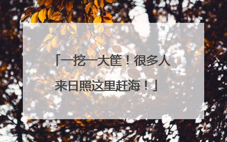 一挖一大筐！很多人来日照这里赶海！