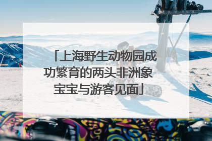 上海野生动物园成功繁育的两头非洲象宝宝与游客见面
