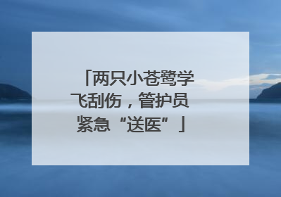 两只小苍鹭学飞刮伤，管护员紧急“送医”
