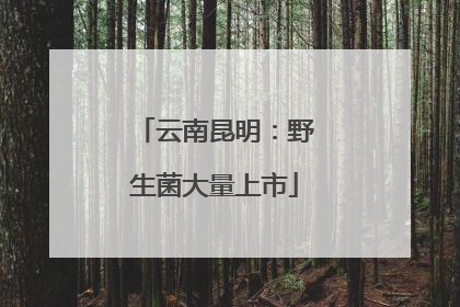 云南昆明：野生菌大量上市