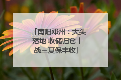 南阳邓州：大头落地 收储归仓丨战三夏保丰收