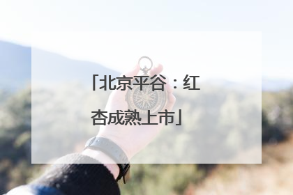 北京平谷：红杏成熟上市