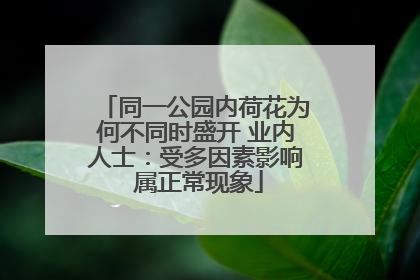 同一公园内荷花为何不同时盛开 业内人士：受多因素影响 属正常现象