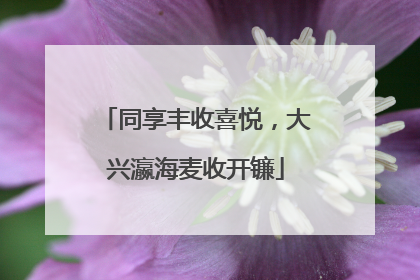 同享丰收喜悦，大兴瀛海麦收开镰