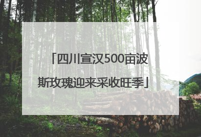 四川宣汉500亩波斯玫瑰迎来采收旺季