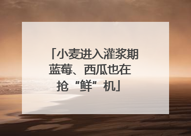 小麦进入灌浆期 蓝莓、西瓜也在抢“鲜”机