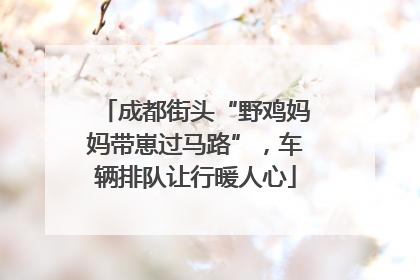 成都街头“野鸡妈妈带崽过马路”，车辆排队让行暖人心