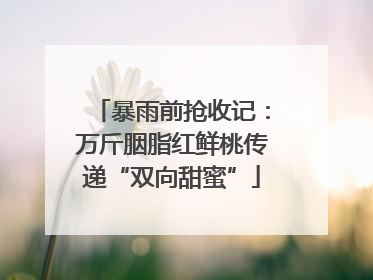 暴雨前抢收记：万斤胭脂红鲜桃传递“双向甜蜜”