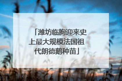 潍坊临朐迎来史上最大规模法国祖代朗德鹅种苗