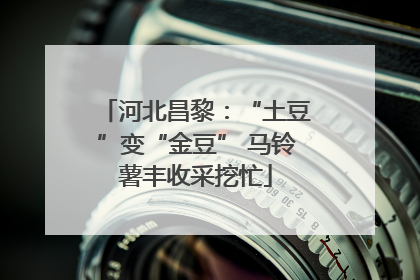 河北昌黎：“土豆”变“金豆” 马铃薯丰收采挖忙