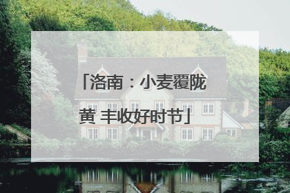 洛南：小麦覆陇黄 丰收好时节
