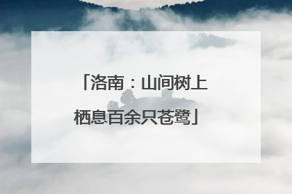 洛南：山间树上栖息百余只苍鹭