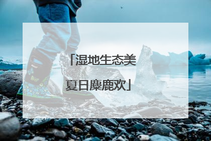 湿地生态美 夏日麋鹿欢
