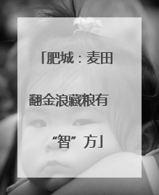 肥城：麦田翻金浪藏粮有“智”方