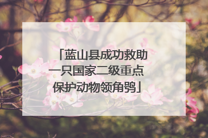 蓝山县成功救助一只国家二级重点保护动物领角鸮