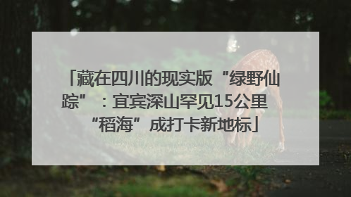 藏在四川的现实版“绿野仙踪”：宜宾深山罕见15公里“稻海”成打卡新地标