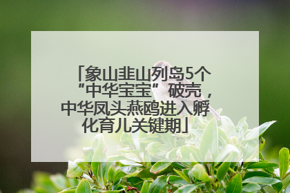 象山韭山列岛5个“中华宝宝”破壳，中华凤头燕鸥进入孵化育儿关键期