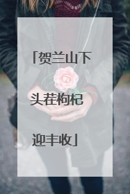 贺兰山下 头茬枸杞迎丰收