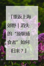 重返上海郊野｜消失的“顶级捕食者”如何归来？