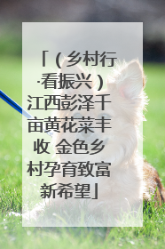 （乡村行·看振兴）江西彭泽千亩黄花菜丰收 金色乡村孕育致富新希望